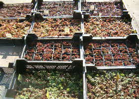 Sedumpflanzen Dachbegrünung Steingarten